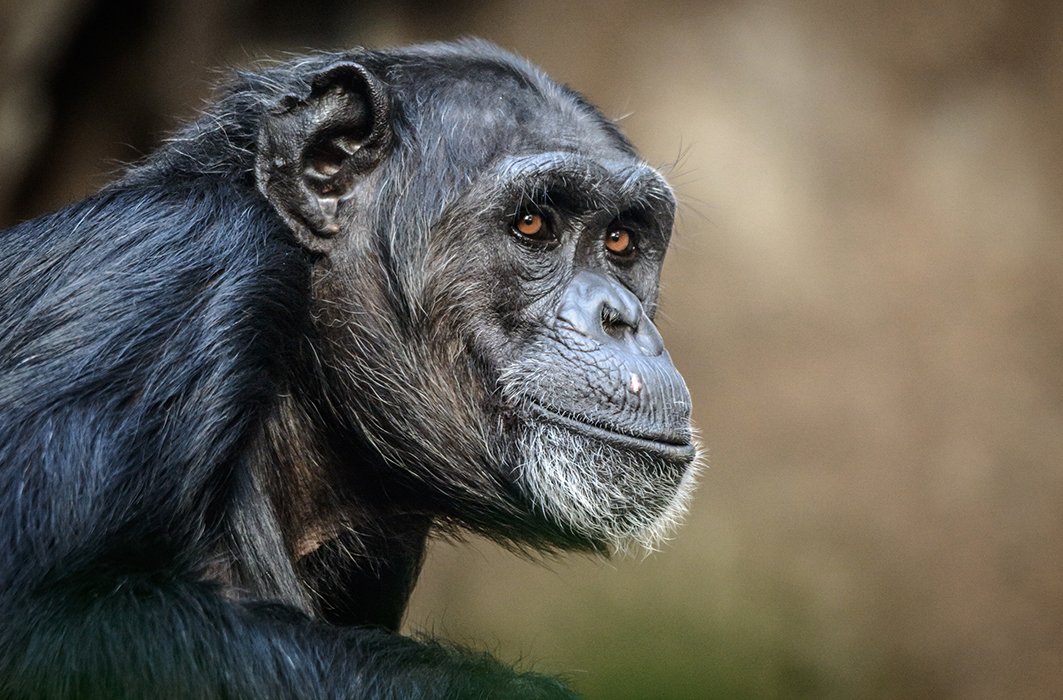 Chimpanzé Frodo.