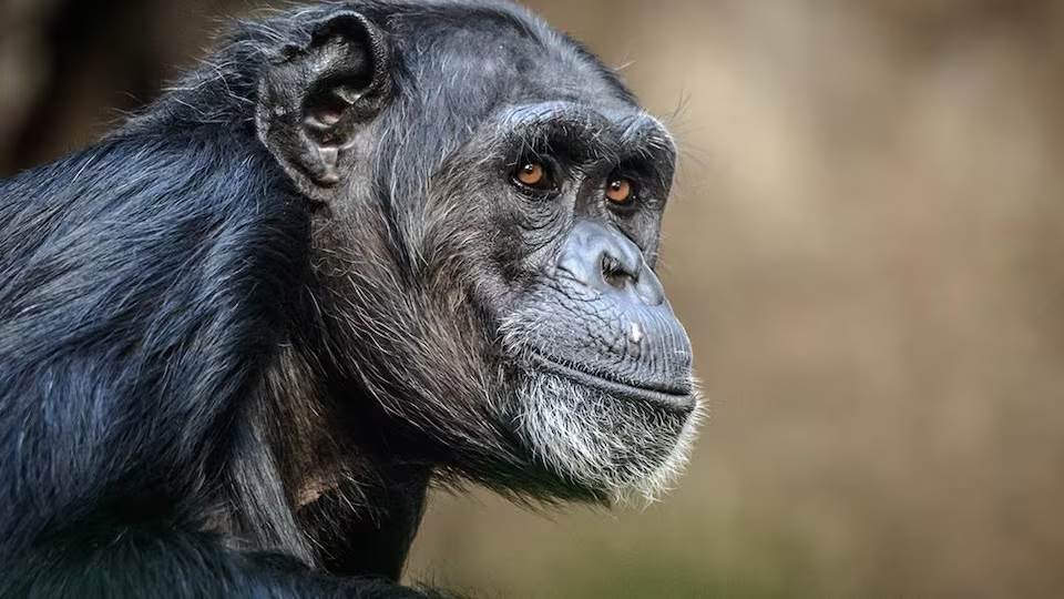Chimpanzé Frodo