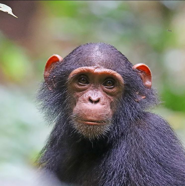 Chimpanzé Olive.