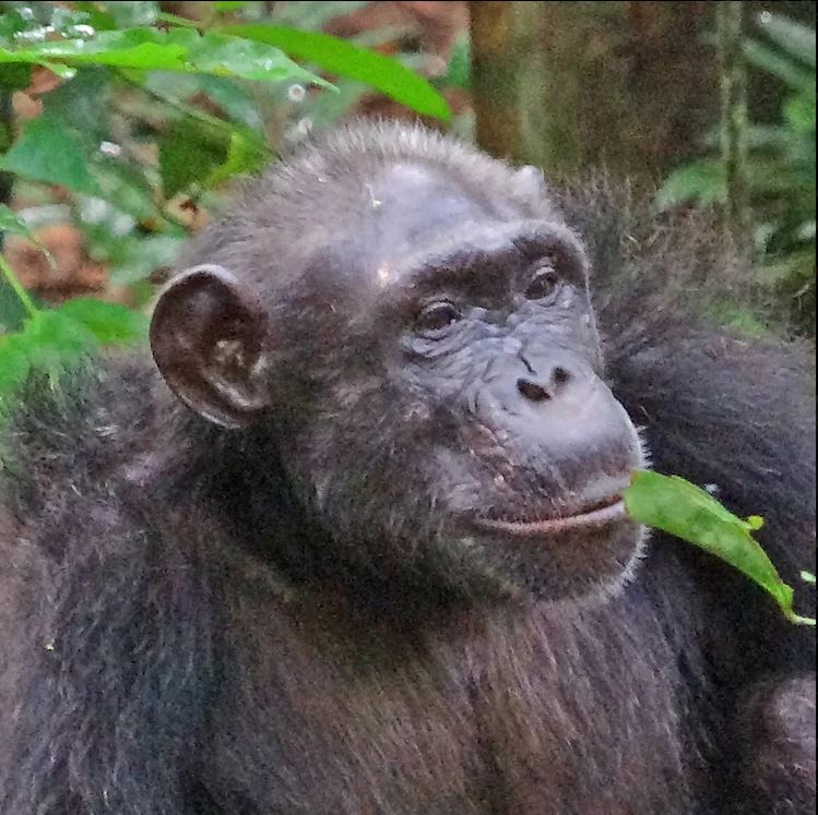 Chimpanzé Roxy.