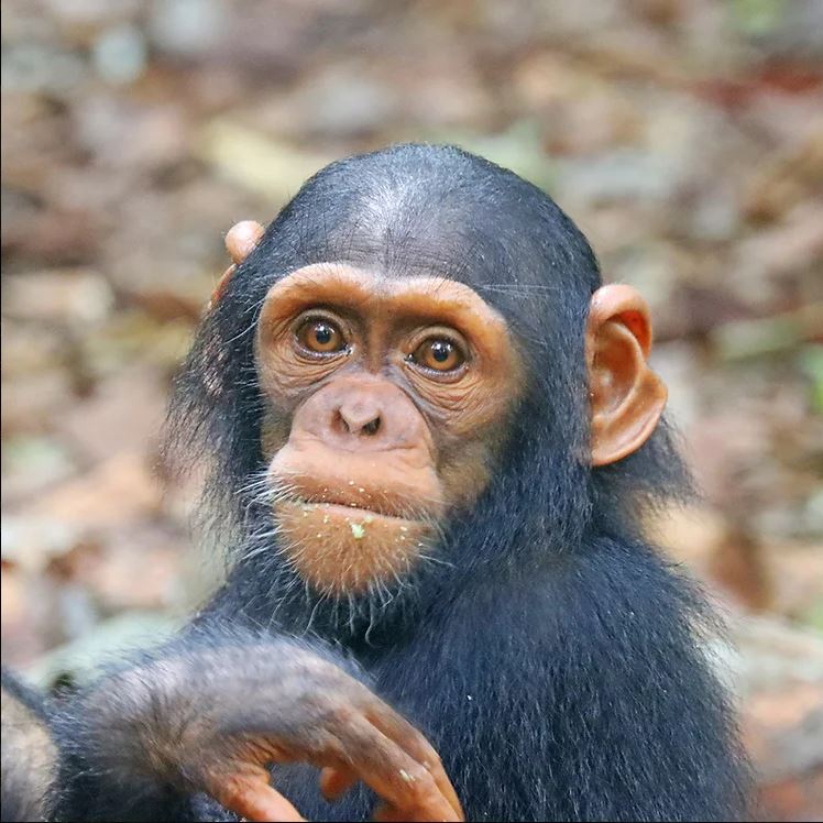 Chimpanzé Sassandra.