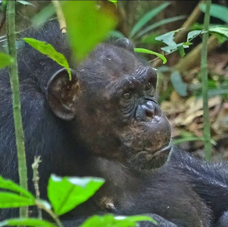 Chimpanzé Suzee.