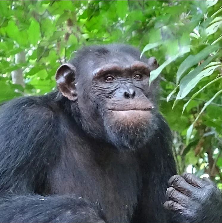 Chimpanzé Thea.