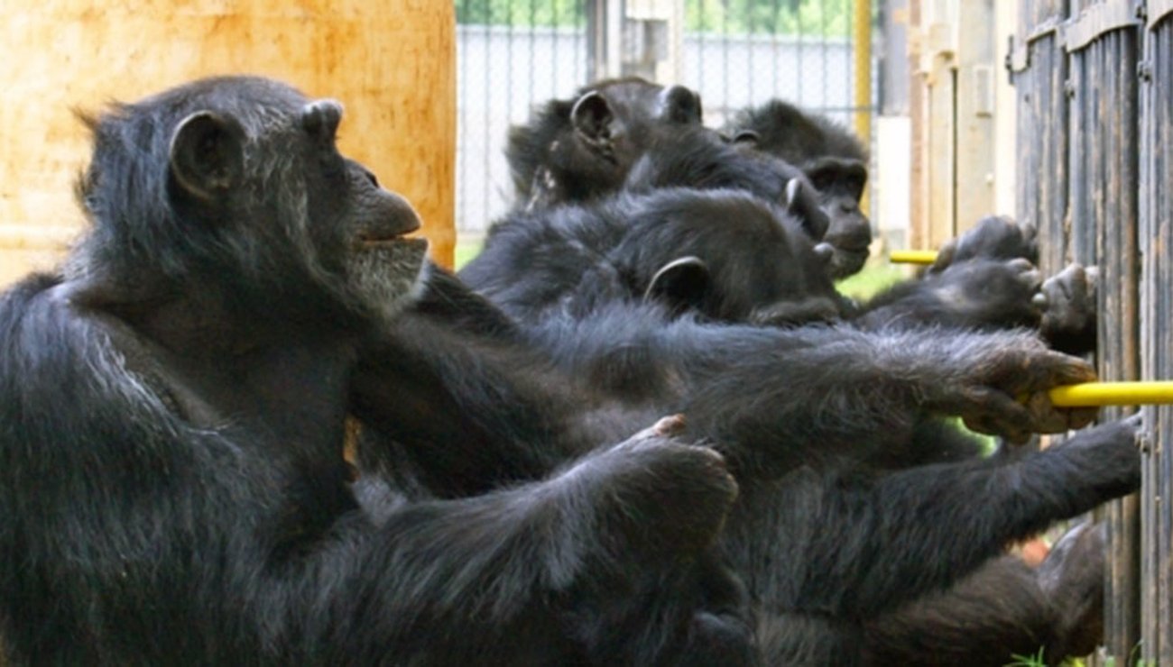 Les chimpanzés coopèrent à trois pour obtenir une récompense.
