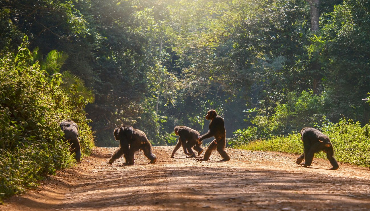 Chimpanzés en milieu naturel, en mode quadrupède ou bipède.
