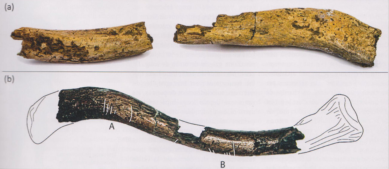 Clavicule gravée