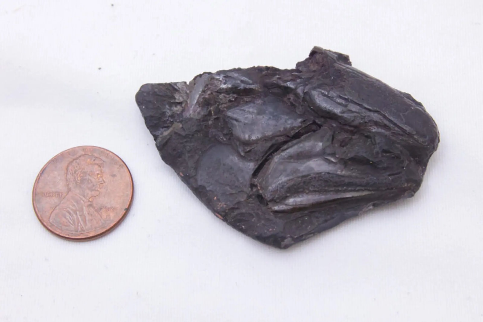 Coccocephalus wildi versus money penny, vieux de 319 millions d'années.