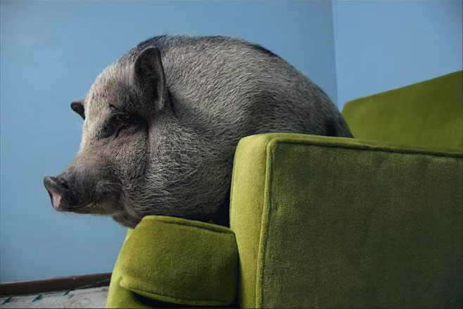 Cochon vietnamien dans un fauteuil vert du salon.