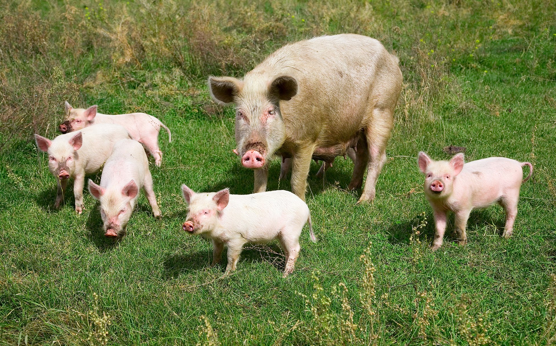 Cochon dans les montagnes Altai, village Ortolyk (Sibérie, Russie).