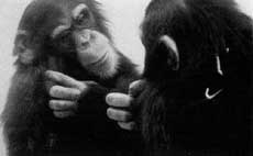 Reconnaissance du reflet chez le chimpanzé
