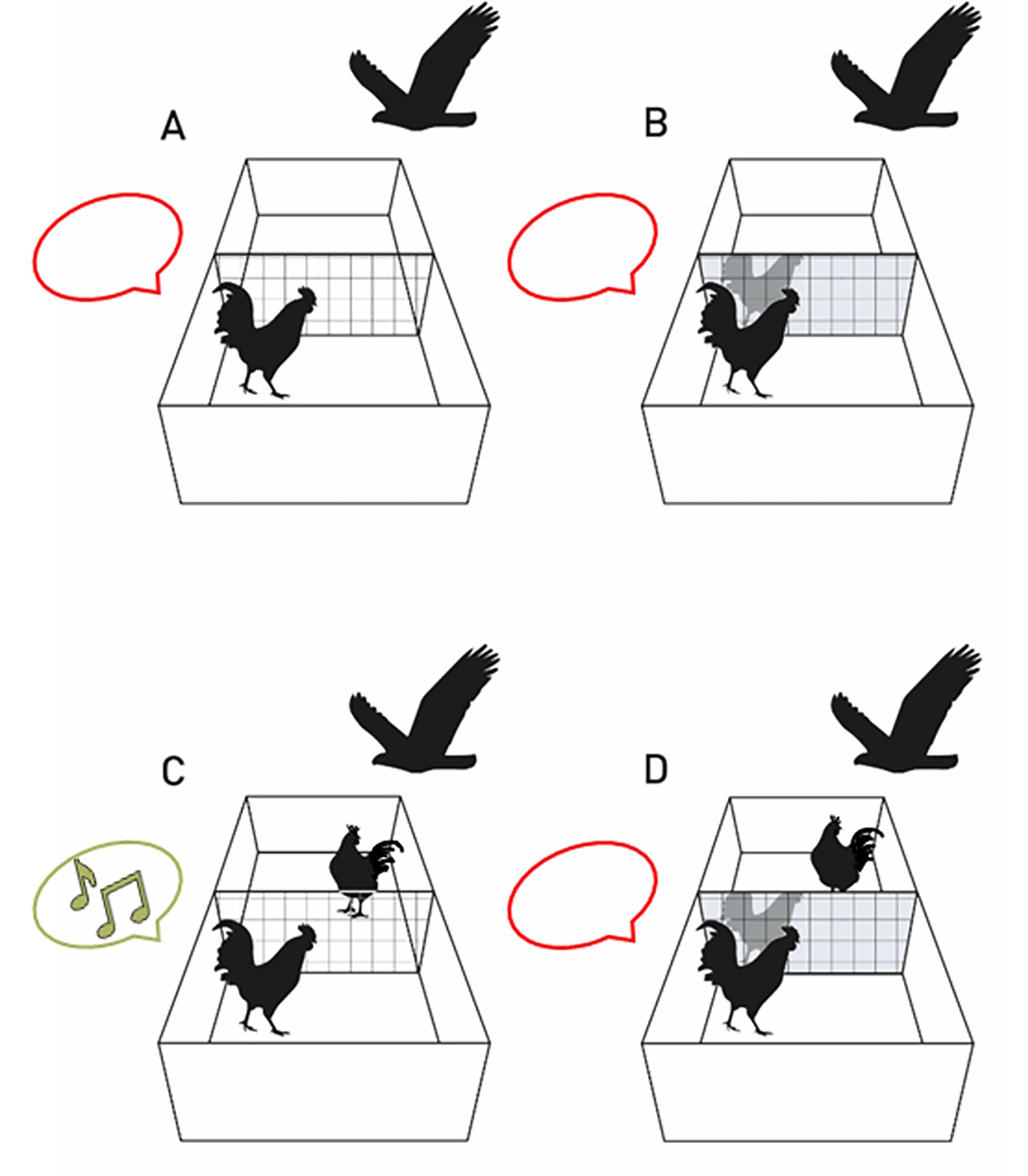 Coq, dans le test du miroir, avec prédateur en présence.