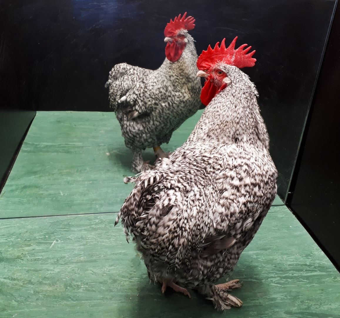 Coq, dans le test du miroir.