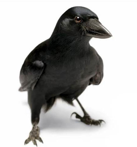 Corbeau calédonien.