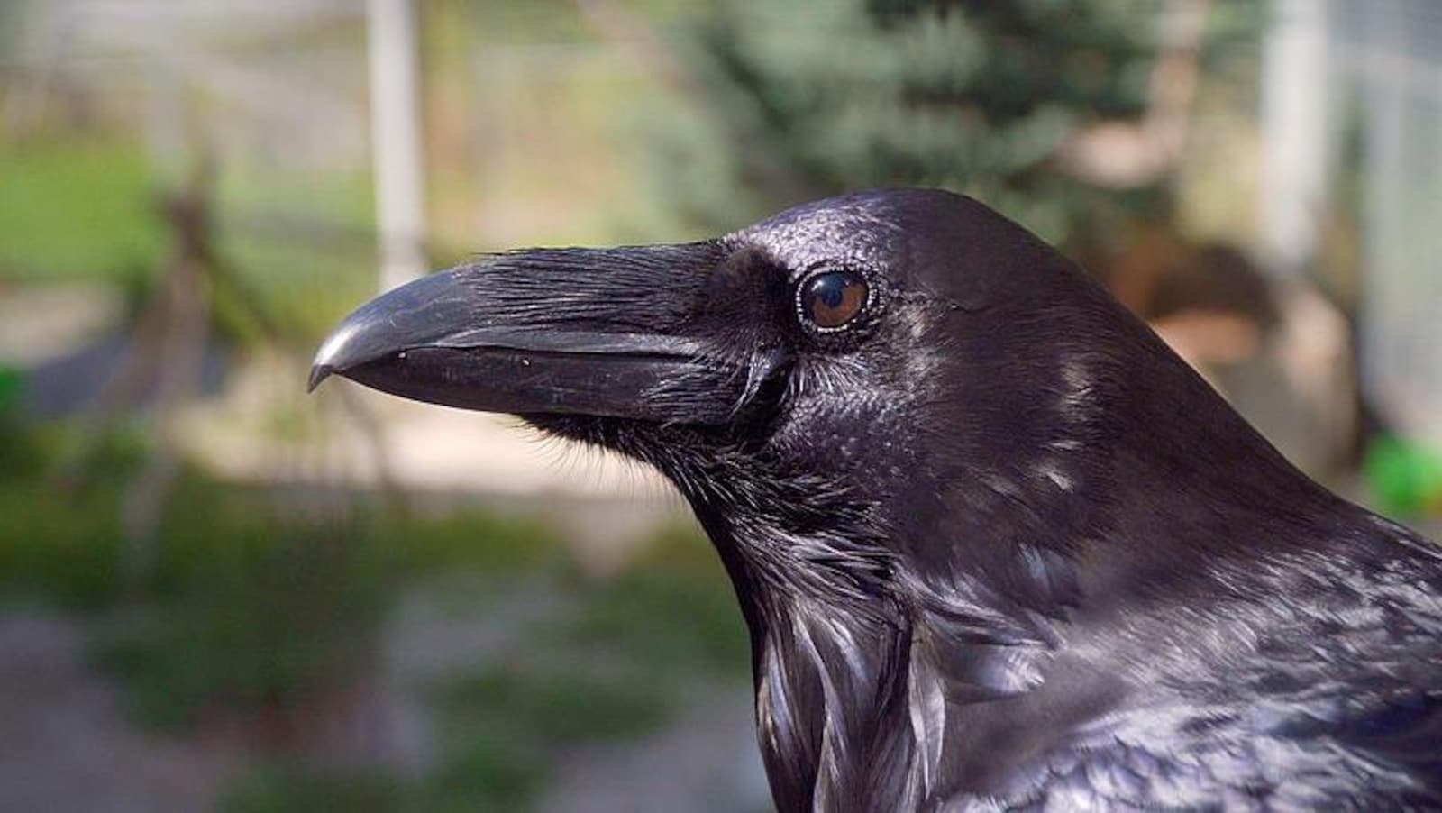 Grand corbeau ou corvus corax, bec crochu