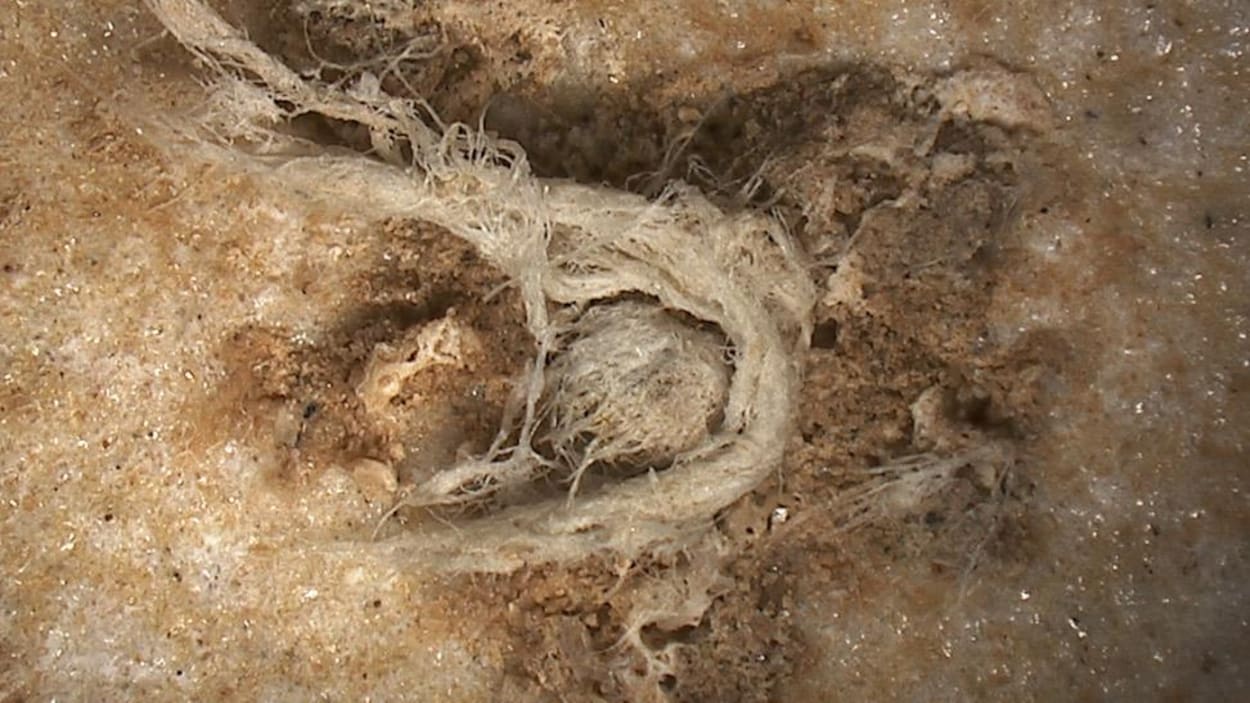 Cordages vieux de 40 000 ans