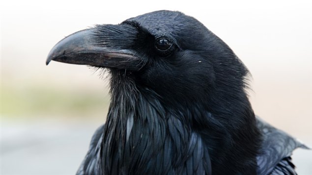 Corneille ou corvus