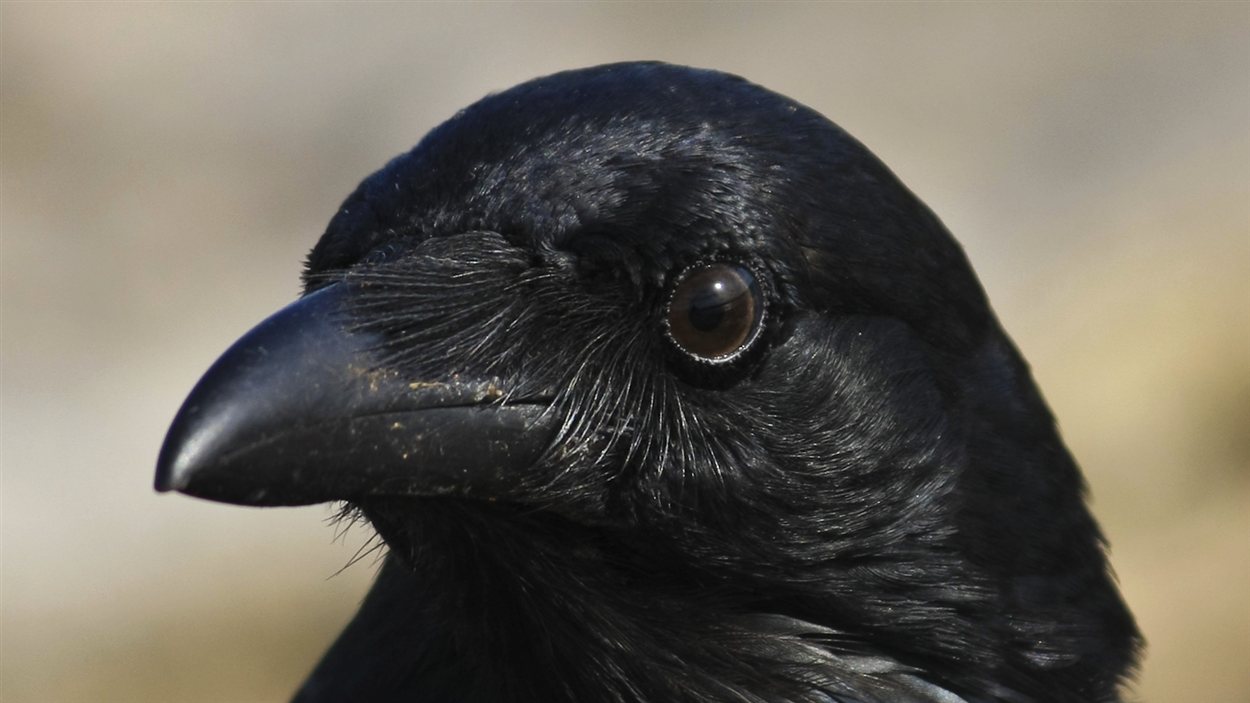 Corneille ou corvus brachyrhynchos