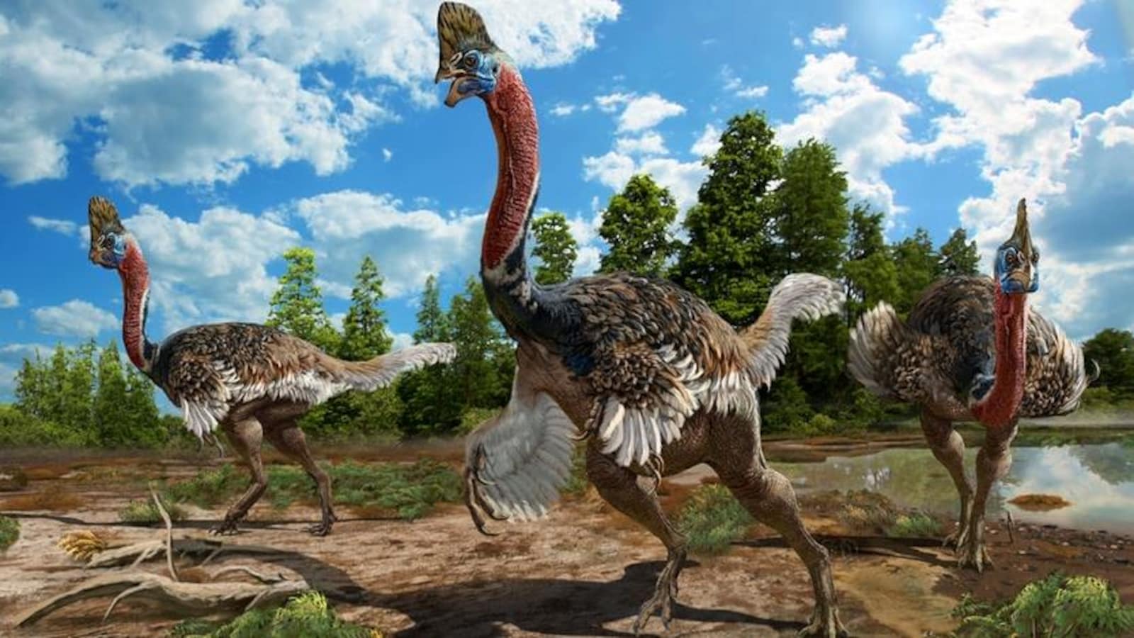 Corythoraptor jacobsi