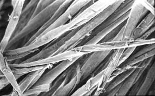 Fibres de coton