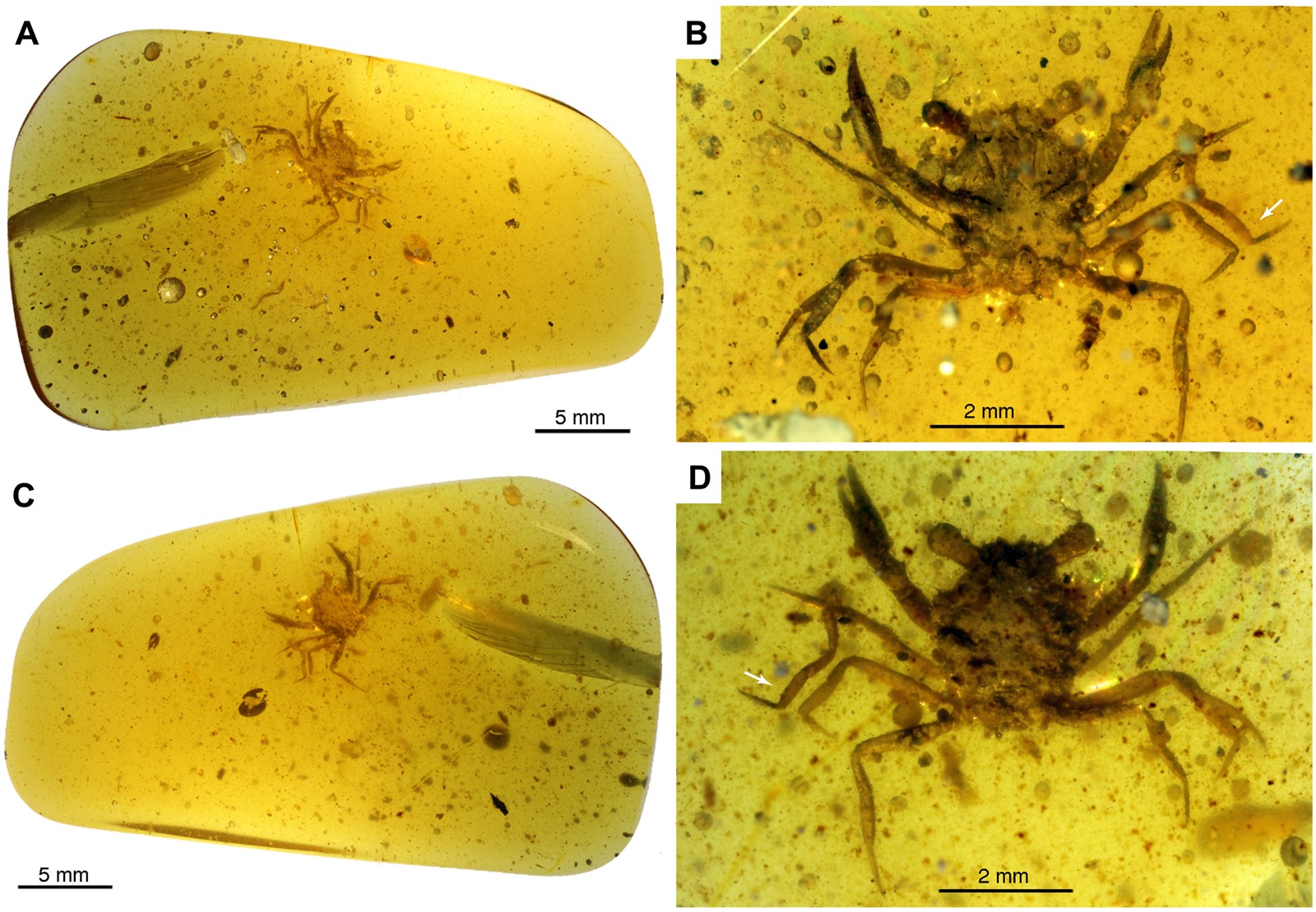 Crabe Cretapsara Athanata