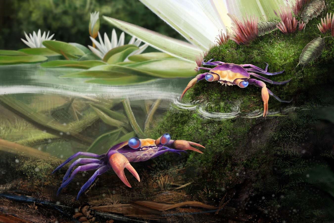 Crabe Cretapsara Athanata