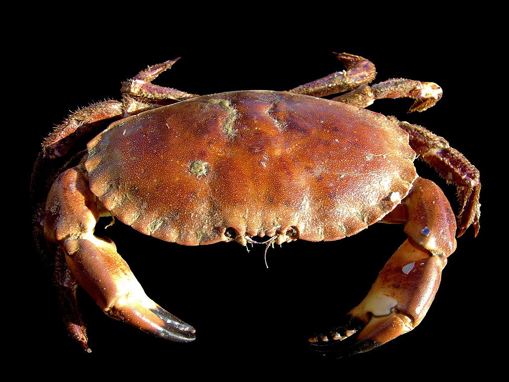 Crabe dormeur (Cancer pagurus).