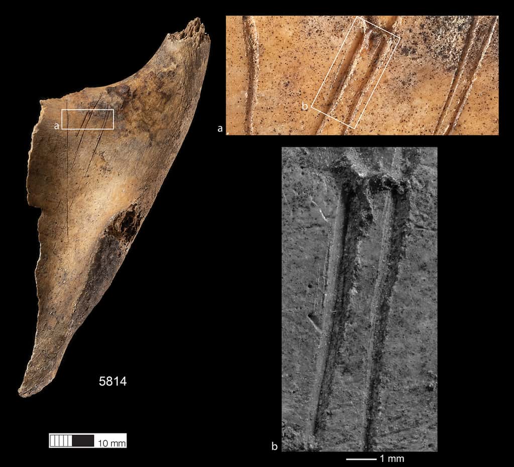 Traces de violence sur des ossements sur le site de Charterhouse Warren au Royaume-Uni.