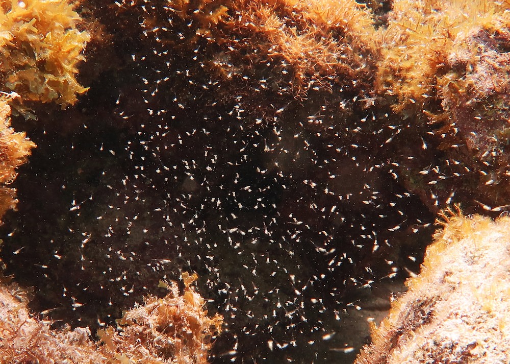 Crevettes mysidacés