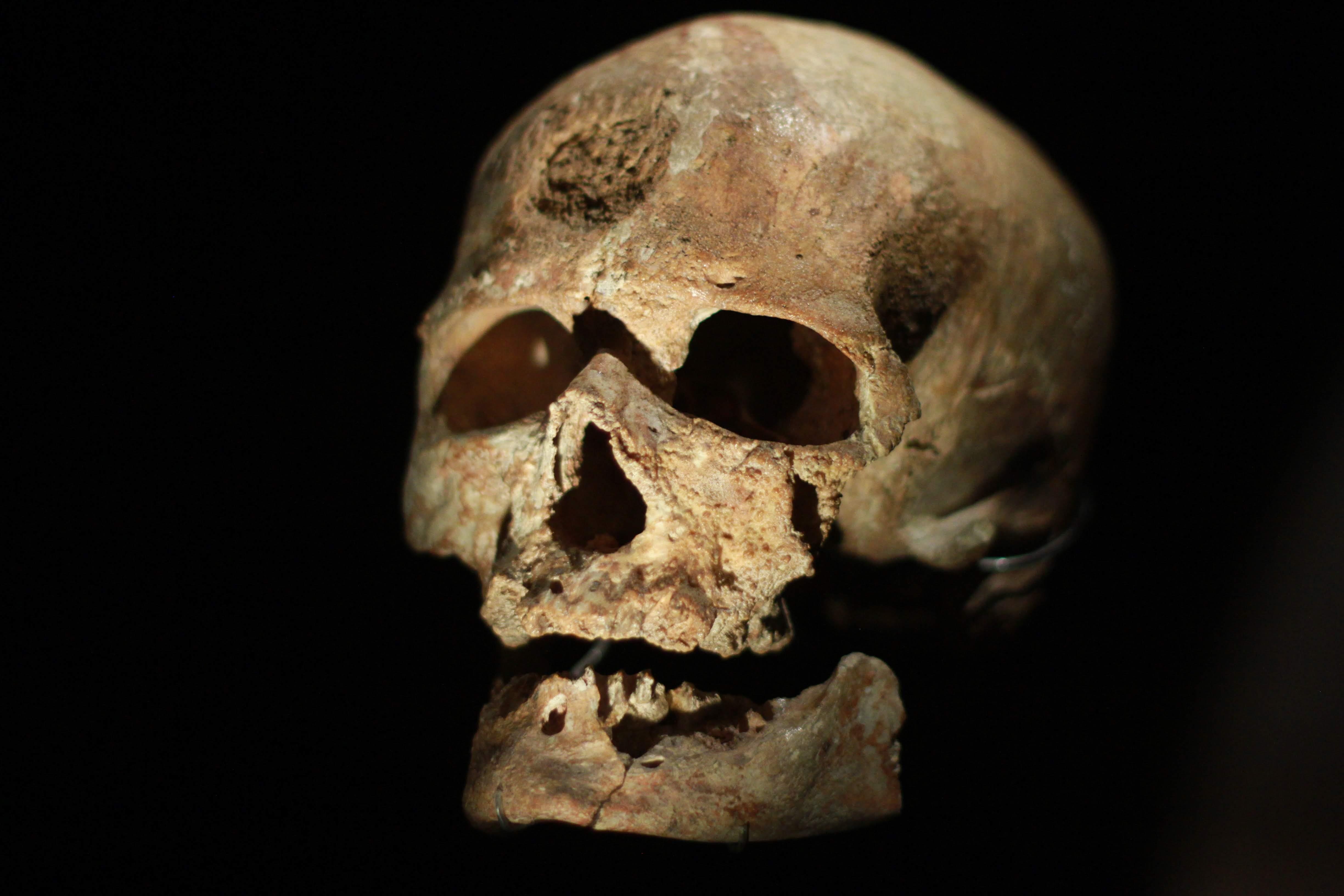 Crâne de Cro-Magnon
