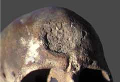 Crâne de Cro-Magnon