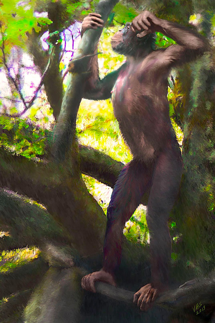 Danuvius guggenmosi, morphologie du bonobo, par Velizar Simeonovski.