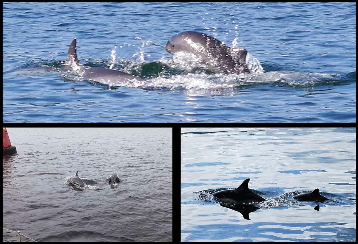 Kylie, le dauphin commun à bec court (Delphinus delphis) avec des marsouin (Phocoena phocoena).