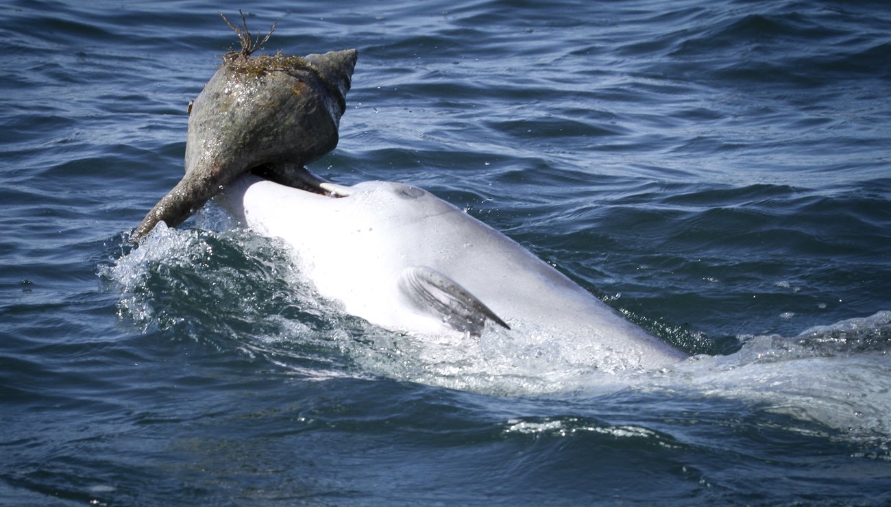 Pêche à la coquille vide, pour un dauphin.
