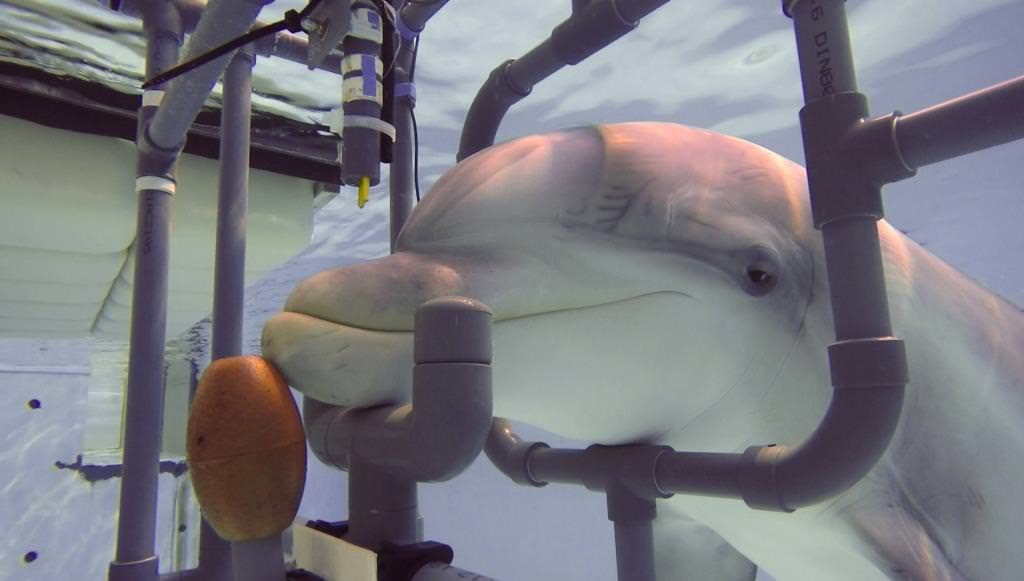 Dauphin (Trusiops truncatus) Kai dans l'appareillage expérimental. Une électrode est visible au-dessus du bec.