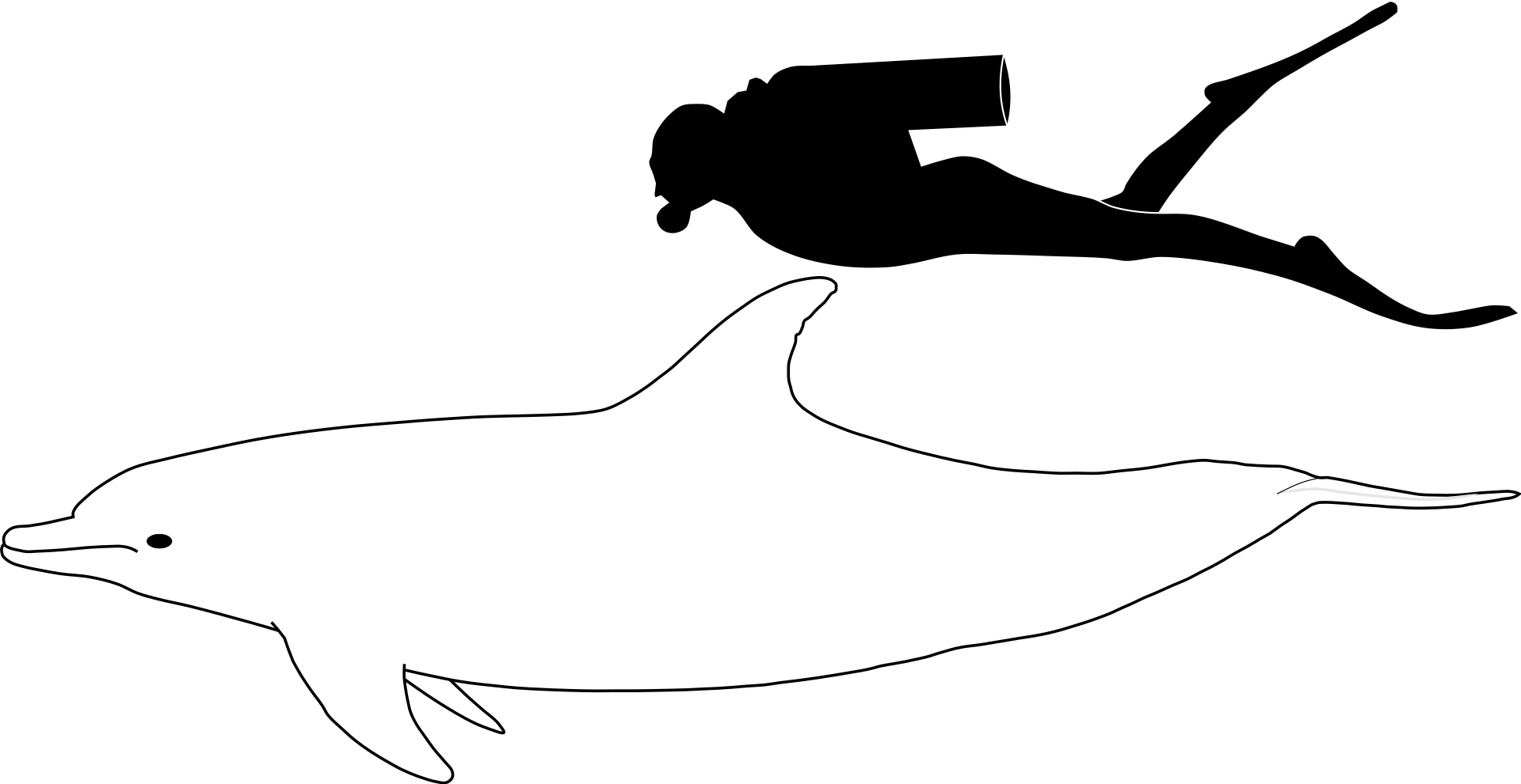Comparatif de taille entre un dauphin & un plongeur.