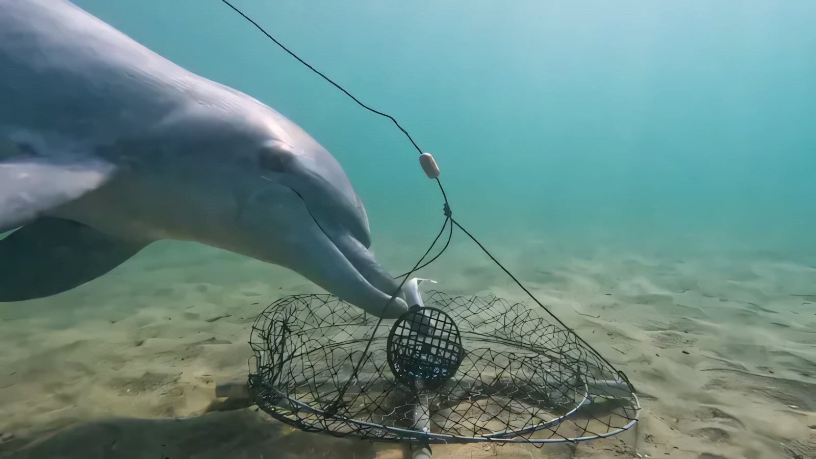 Dauphin subtilisant un appât d'un piège à crabes.