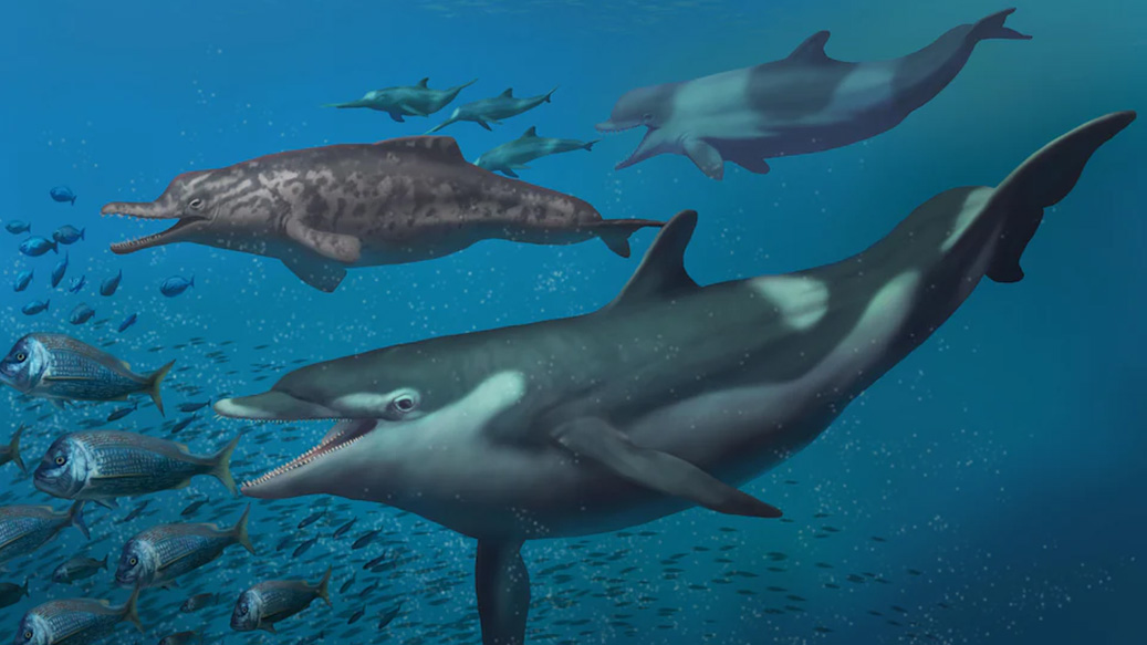 Dauphins en Suisse, il y a 20 millions d'années.