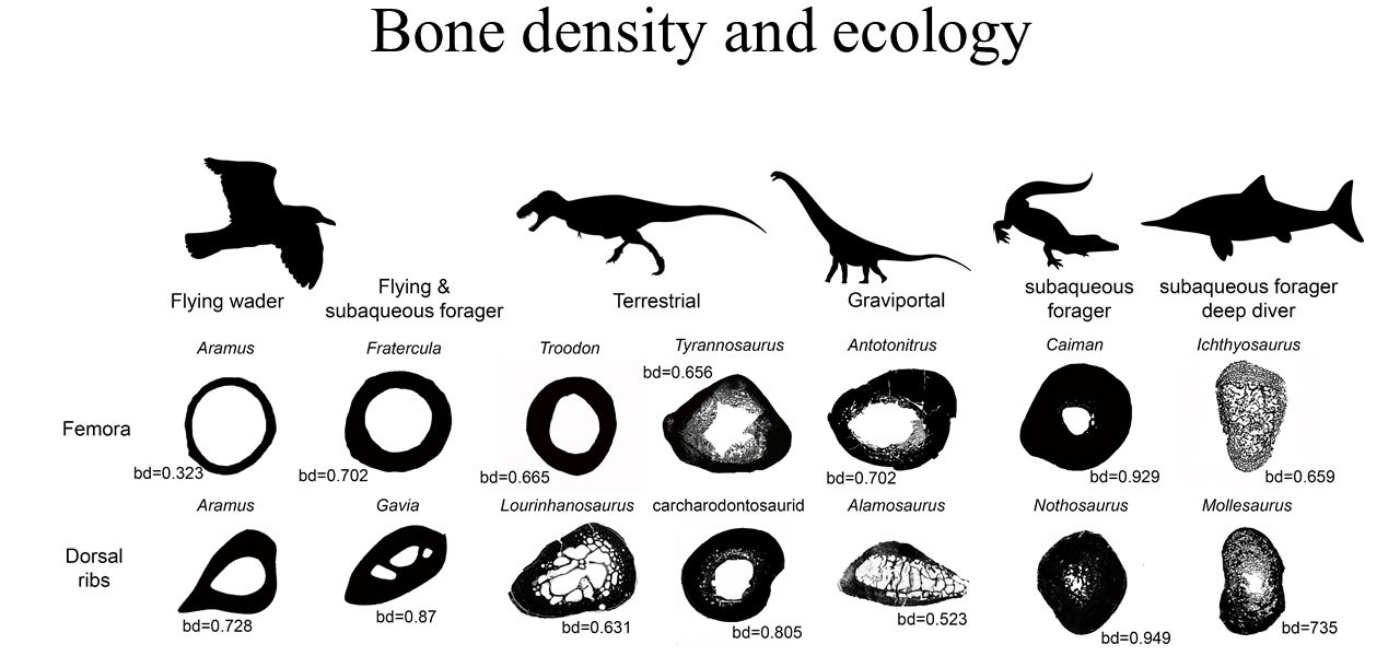 Densité osseuse de diverses espèces préhistoriques