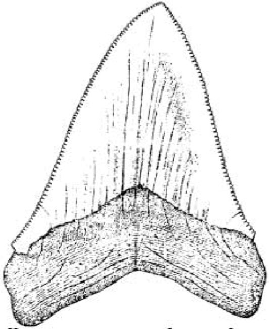 Dent de Carcharodon Megalodon, un grand requin blanc du Pliocène.