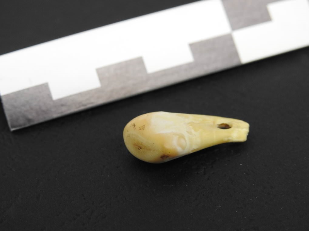 Dent de cerf portée par une femme dans la grotte de Denisova (Sibérie, Russie)