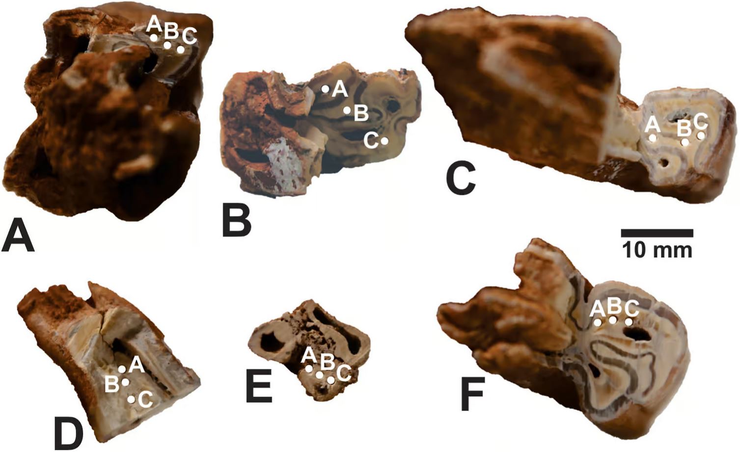 Dents d'homo Néandertal il y a 65 000 à 100 000 ans.