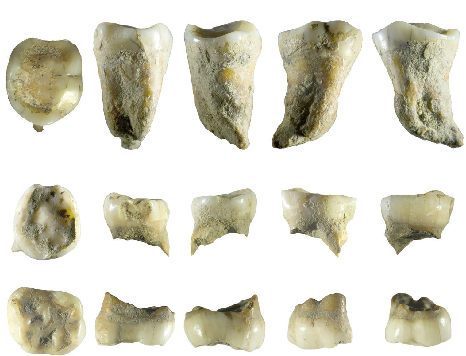 Dents d'Homo Néandertal & d'Homo Sapiens dans la grotte Mandrin (Rhône, France)