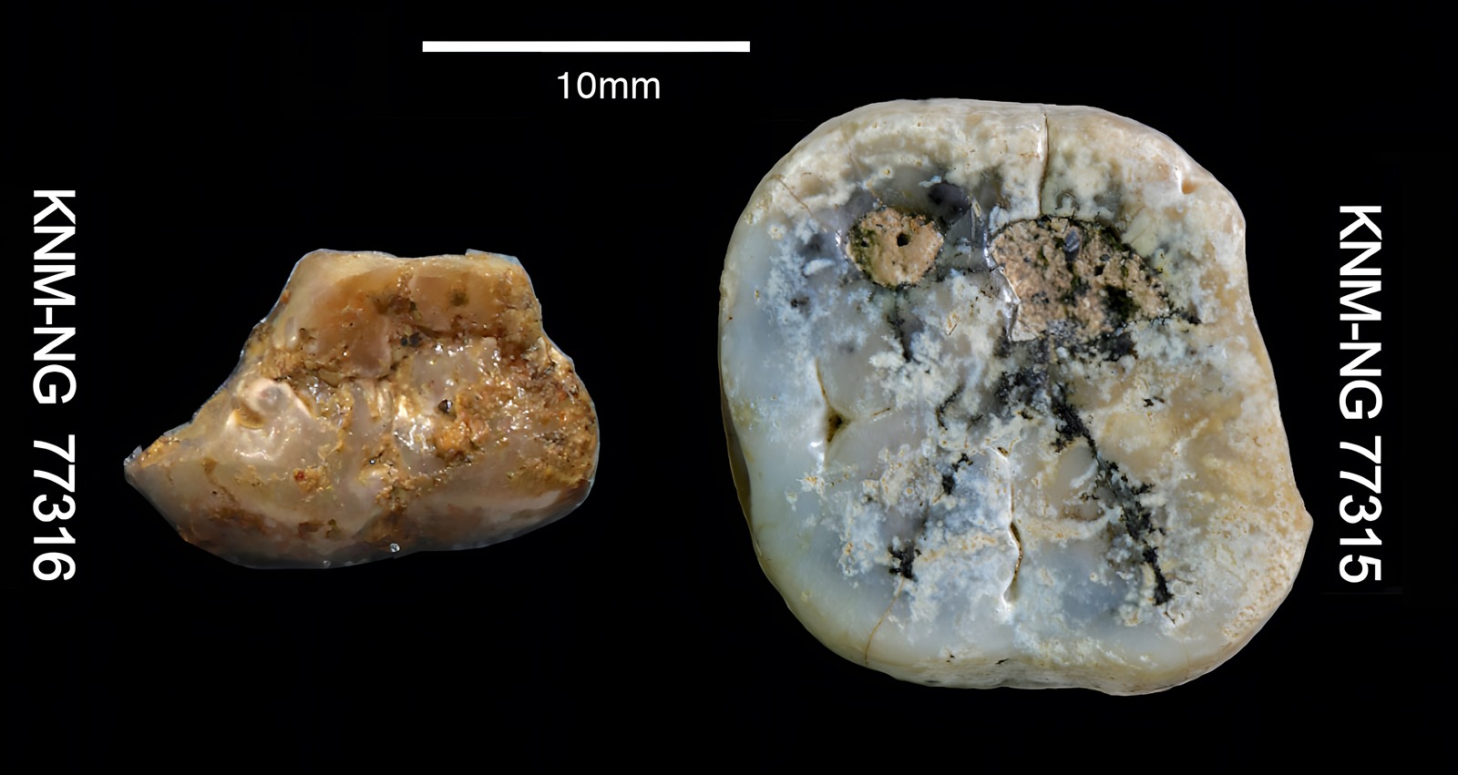 Molaires appartenant aux Paranthropes vieux de 2,9 millions d'années.