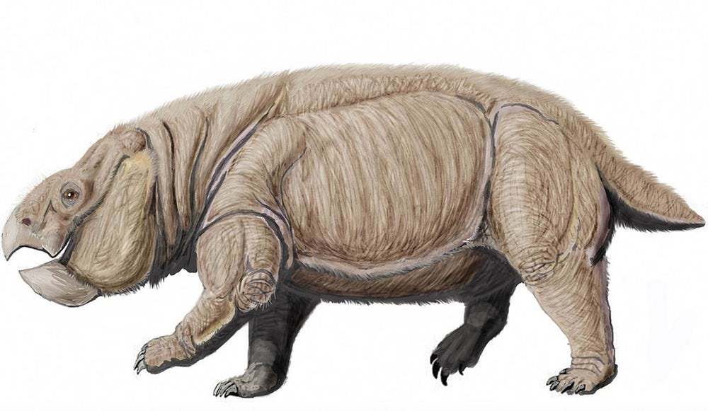Dicynodonte