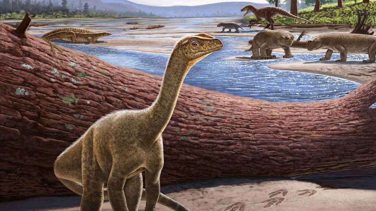 Dinosaure Mbiresaurus raathi du district Mbire au Zimbabwe, vieux de 230 millions d'années.