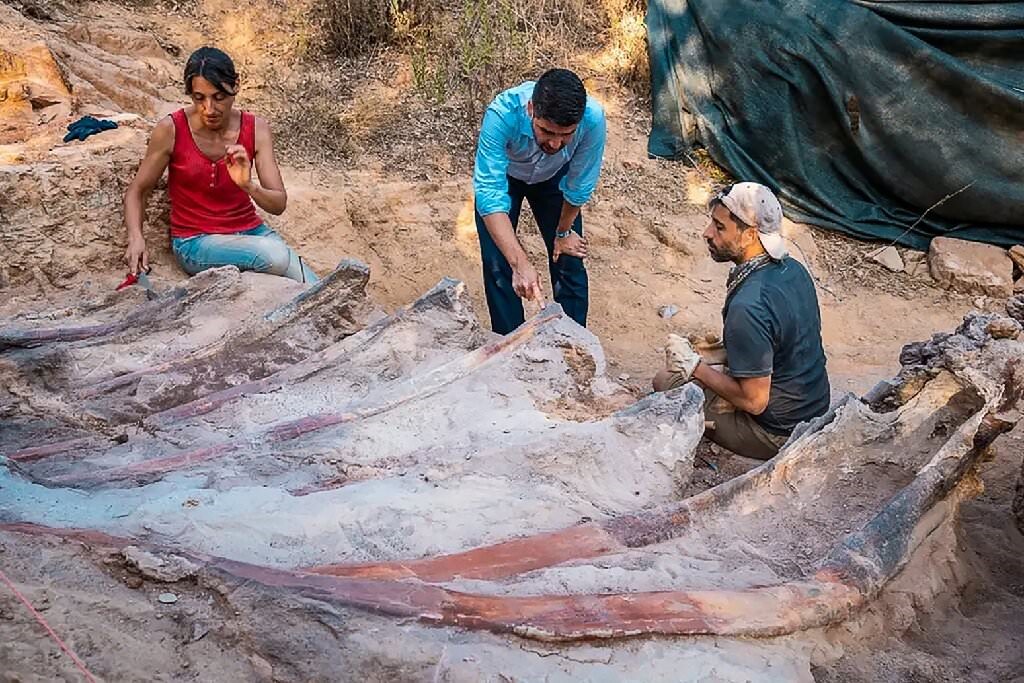 Dinosaure de la famille des brachiosaures, à Tombal au Portugal.