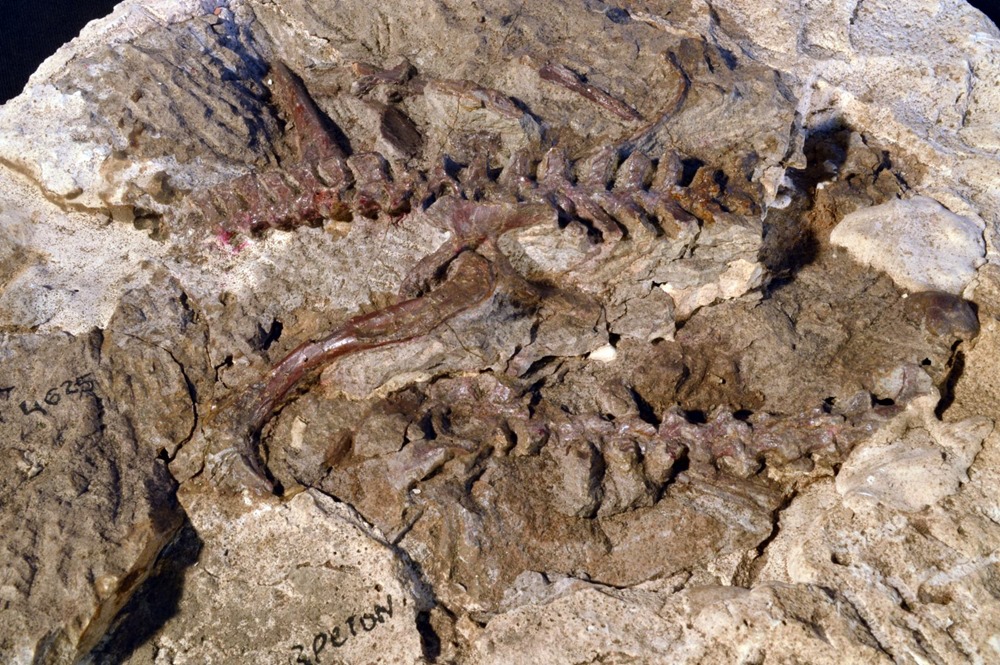 Dromomeron, espèce de lagerpétidé