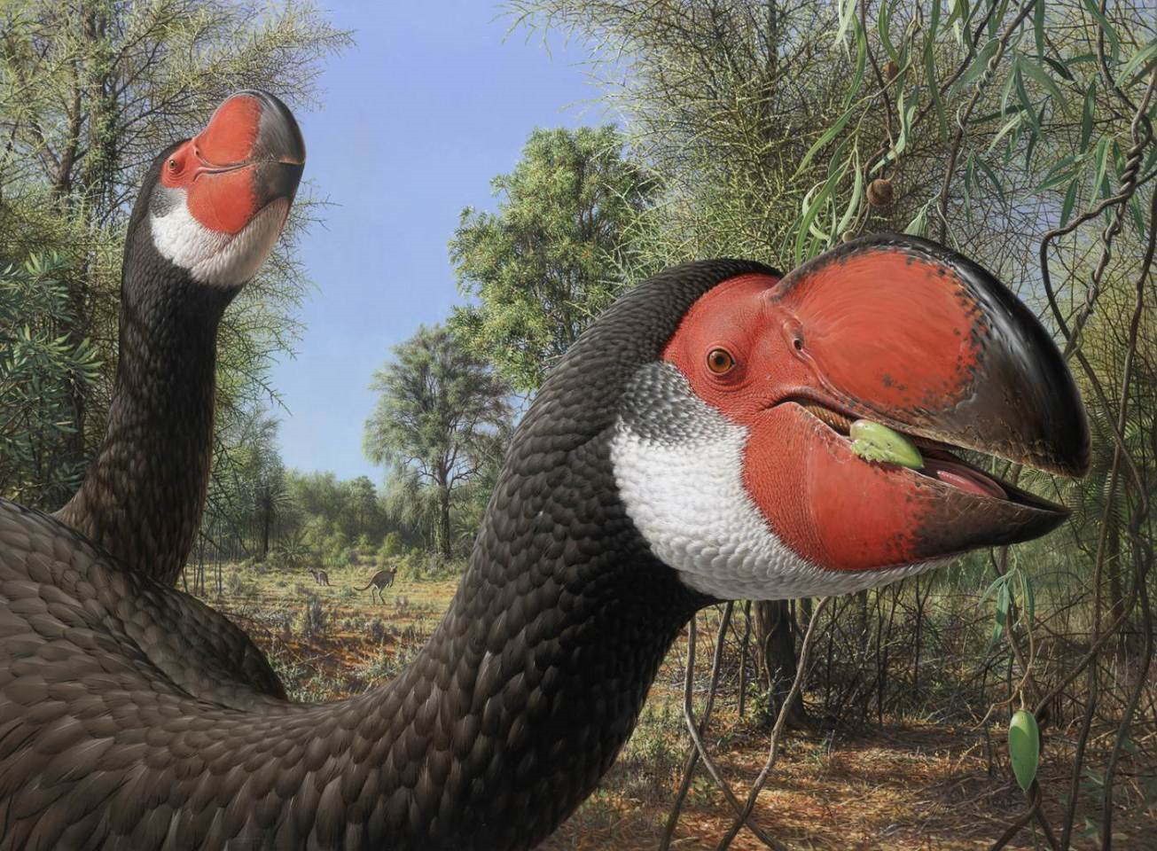 Couple de mihirung ("oiseau géant" en dialecte arborigène), ou Dromornis stirtoni