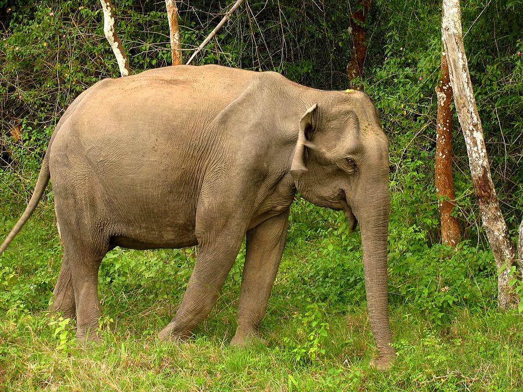 Eléphant en forêt.