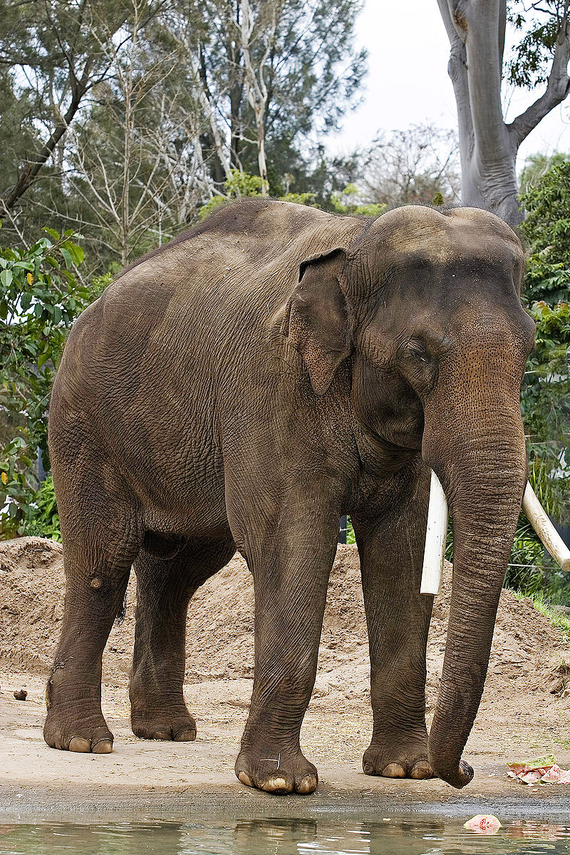 Eléphante asiatique, au zoo de Melbourne en Australie.